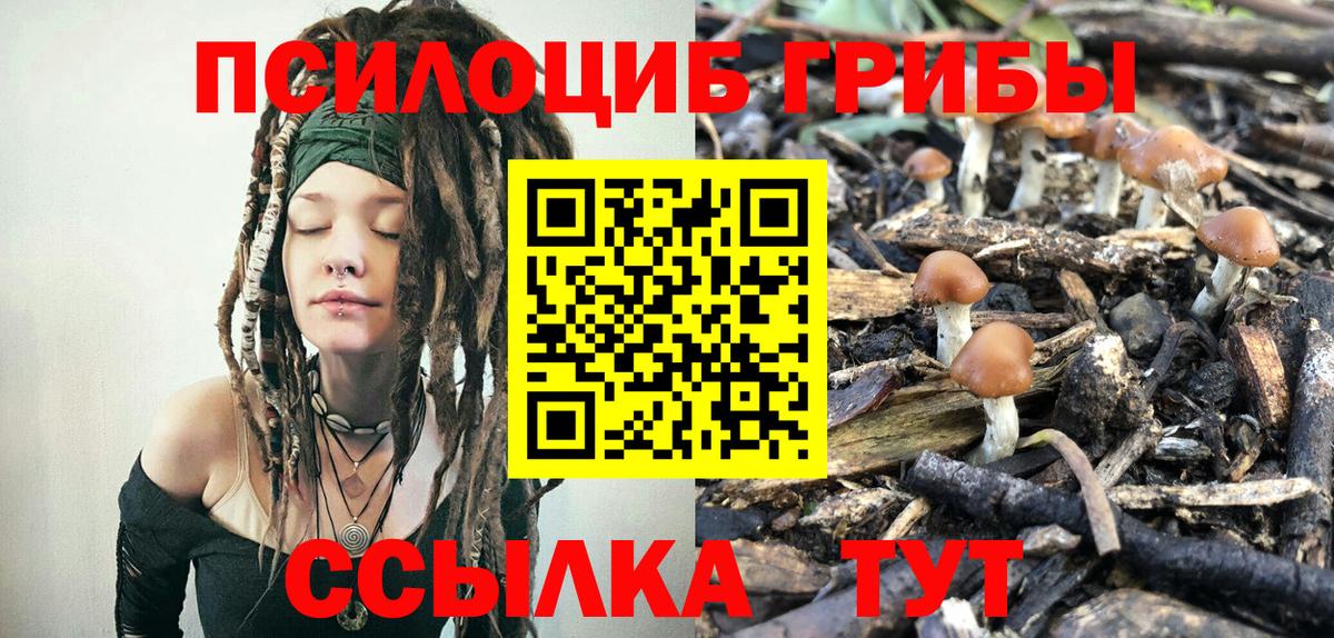 цена наркотик  Вход с VPN  Галлюциногенные грибы Cubensis  Нефтекумск  Псилоцибиновые грибы мицелий 